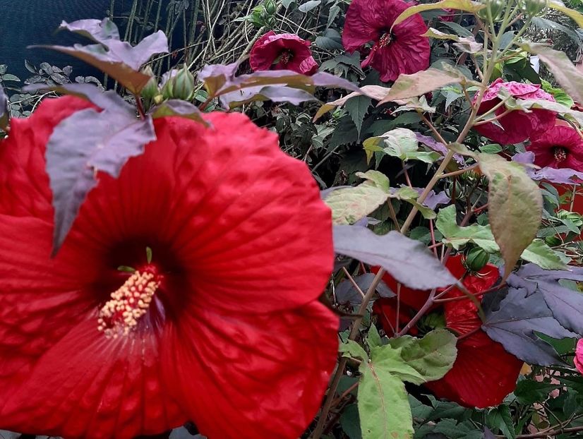 1B2879ED-5C70-4607-9A92-FE4DB22C8DDE - Colectie Hibiscus Moscheutos