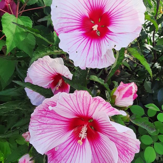 73818E63-06C2-43F1-8158-F397E6326CAA - Colectie Hibiscus Moscheutos