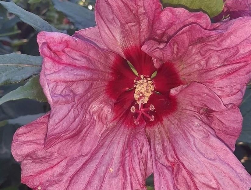 777622CA-2B58-4CD1-8263-41B848039D1A - Colectie Hibiscus Moscheutos