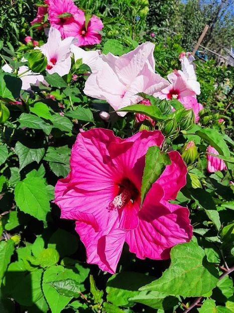 1F1A3080-1201-49BD-9967-845424967C03 - Colectie Hibiscus Moscheutos