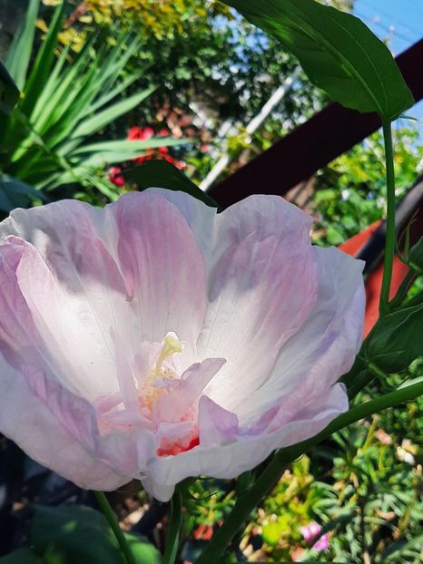 DEF3FD52-0A23-4C78-A44E-478A87BB6B7B - Colectie Hibiscus Moscheutos