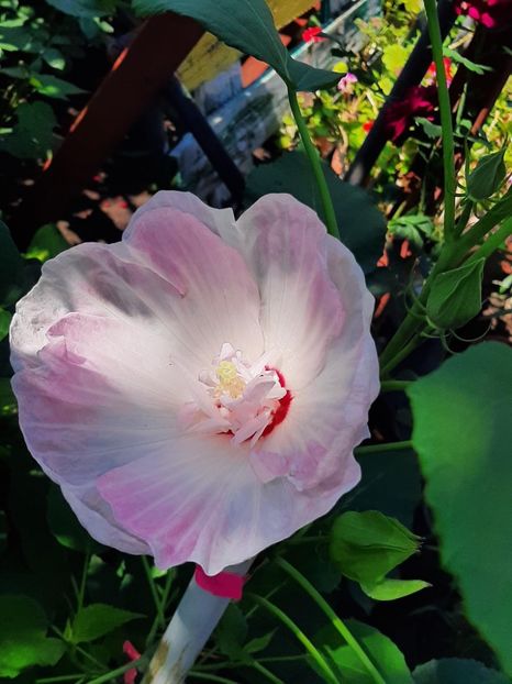 7D1651C3-9519-40DA-B026-FA116D4CCBC3 - Colectie Hibiscus Moscheutos
