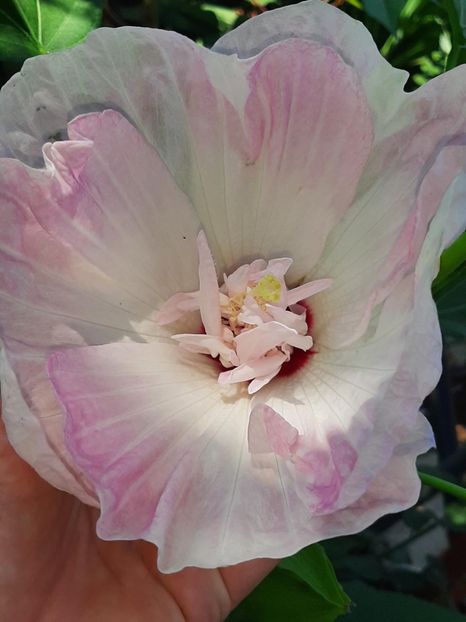 144771C9-59CE-4B24-AFE5-BCF4EA68AE0A - Colectie Hibiscus Moscheutos