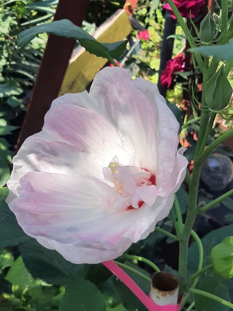 62161407-B53F-4B47-BCC2-5A5E7122216C - Colectie Hibiscus Moscheutos