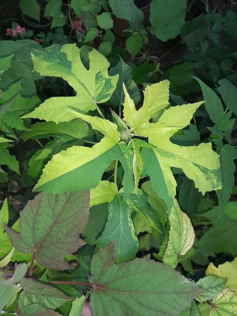 E6136ED6-23C0-496B-81F0-39CD06952C5C - Colectie Hibiscus Moscheutos
