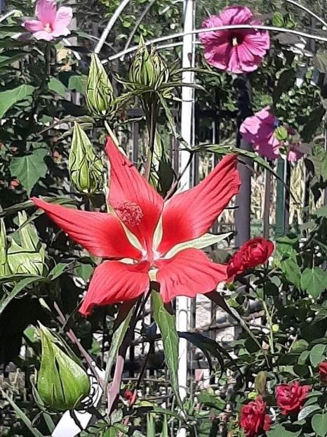 A9ACB2AD-D358-4531-96C1-45C1918C4721 - Colectie Hibiscus Moscheutos