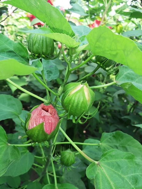 F61B8985-6EC8-4163-941E-31AEDD5A5998 - Colectie Hibiscus Moscheutos