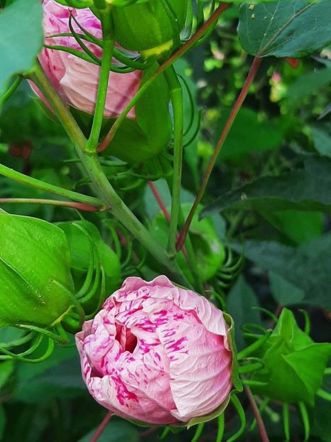 F7BB5D65-CD2F-4F0C-98CE-671BE7BBF6F5 - Colectie Hibiscus Moscheutos