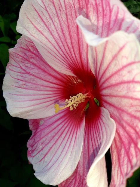 61DAA75D-B96F-4204-BCDB-081E22F055FB - Colectie Hibiscus Moscheutos