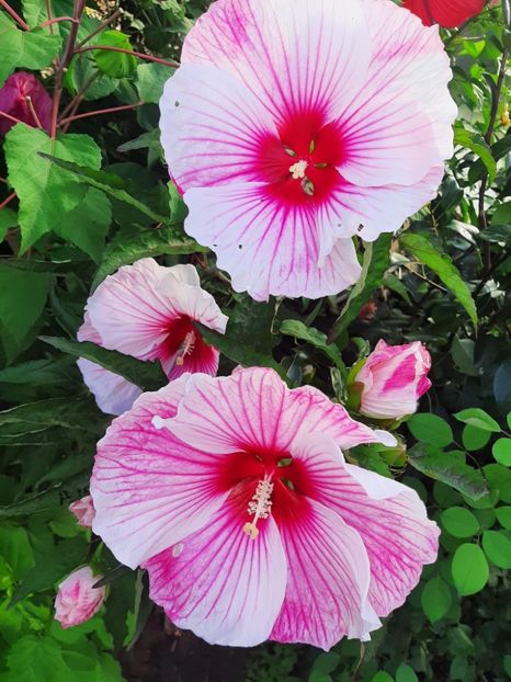 1F889BC6-B33E-4B70-9740-6FDBDFD27570 - Colectie Hibiscus Moscheutos