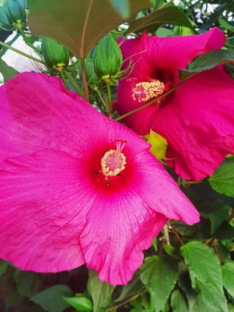 88869A49-D071-4B7F-AA27-DB60223B7413 - Colectie Hibiscus Moscheutos
