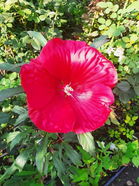 080B6A7E-1AAB-4F5A-BCF9-B2D90931A00C - Colectie Hibiscus Moscheutos