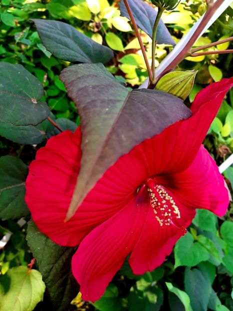 48FC3634-40DB-4827-8EC7-FFDFFA53097D - Colectie Hibiscus Moscheutos