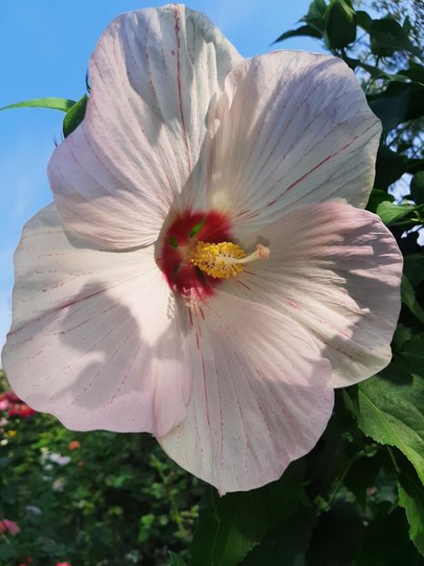08A1B2C6-9C81-49F4-9CC5-8A4CF6F481C7 - Colectie Hibiscus Moscheutos