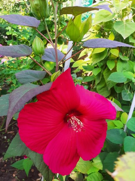 6168B9A1-575C-49A5-83C9-1E0B567EF9ED - Colectie Hibiscus Moscheutos