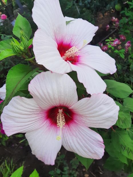 20945273-4F3E-44BA-93B2-D55E340EFB58 - Colectie Hibiscus Moscheutos