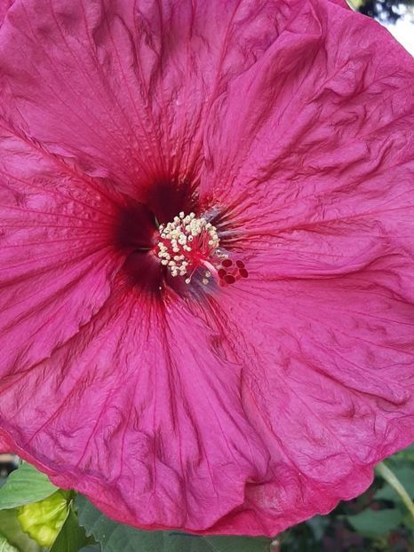 4E1178D1-55CD-410B-B116-74444A90C84B - Colectie Hibiscus Moscheutos