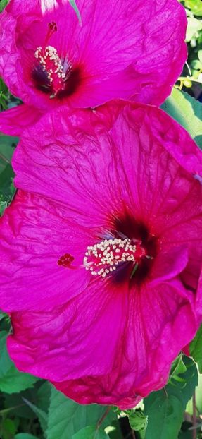 9FC7C1A9-D158-4FD9-AFFD-8773A4A4DD0E - Colectie Hibiscus Moscheutos