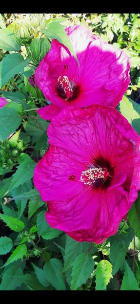 FE0DC8B1-6858-4AB8-BE9D-8BC3D94BB282 - Colectie Hibiscus Moscheutos