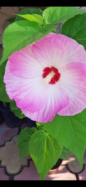 E8808715-38BD-44A9-AB8C-DB1C20797676 - Colectie Hibiscus Moscheutos