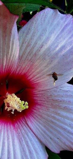 A8AFD209-837F-4FA6-8077-8583DE8C0438 - Colectie Hibiscus Moscheutos