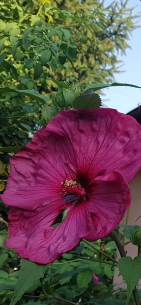 9F12D4BB-B5B8-4F23-AD3E-B147F10DE60B - Colectie Hibiscus Moscheutos