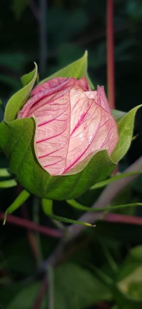 8BD1299C-68A8-4BF3-B216-F9281AEC68E1 - Colectie Hibiscus Moscheutos