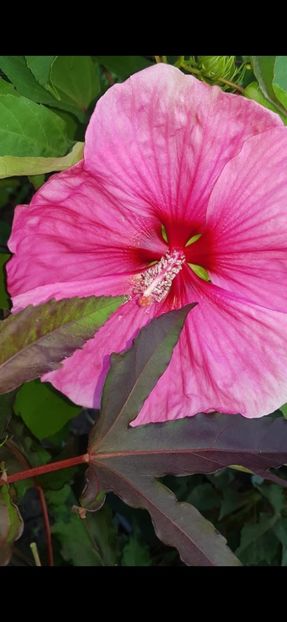 B3E809CC-5BD3-47A0-B954-1142863201D1 - Colectie Hibiscus Moscheutos