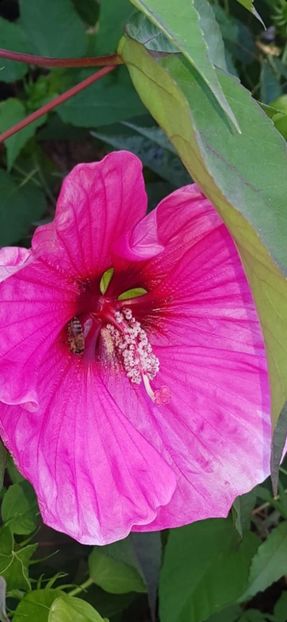 0B331334-1835-4B62-8A2E-90901E48E7A3 - Colectie Hibiscus Moscheutos
