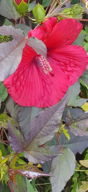 BBBE4C2A-4046-4FFF-80B5-47FED5CA5C1A - Colectie Hibiscus Moscheutos