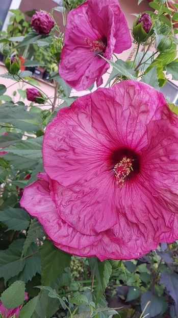 8BA2950A-E00D-4D07-BCD2-5202F8091E68 - Colectie Hibiscus Moscheutos