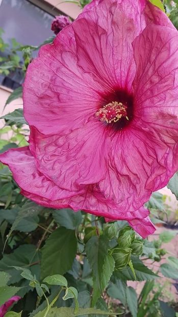7A542030-844F-4D1D-A6D2-1663D4C9D3D9 - Colectie Hibiscus Moscheutos