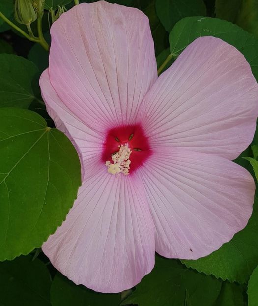 1340B6EC-AADC-4A34-9BFA-F9971E650003 - Colectie Hibiscus Moscheutos