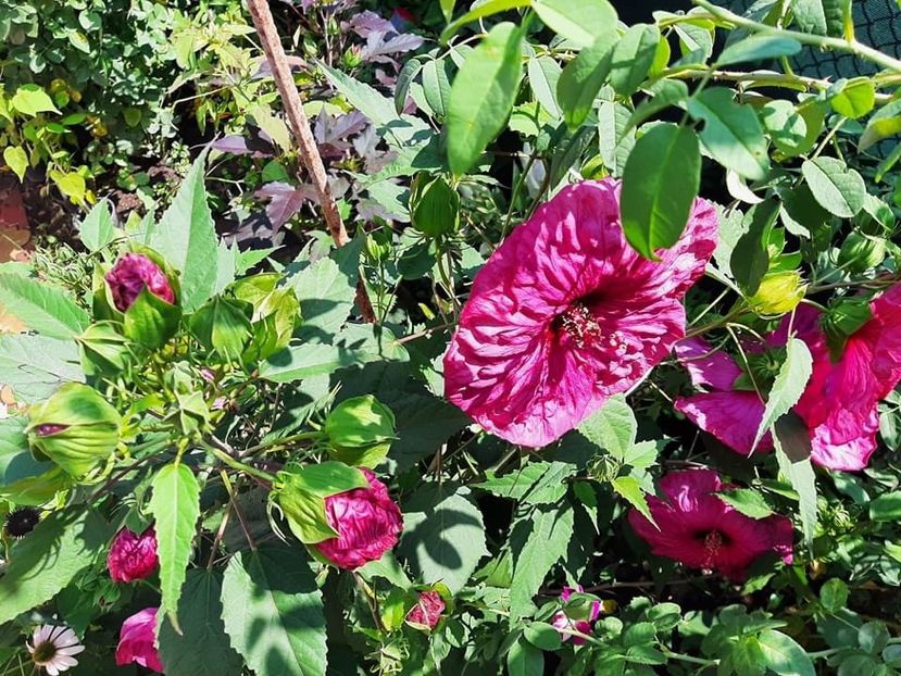 A7875FCB-DEF6-4E0C-A6DA-6AE844B0AE3E - Colectie Hibiscus Moscheutos