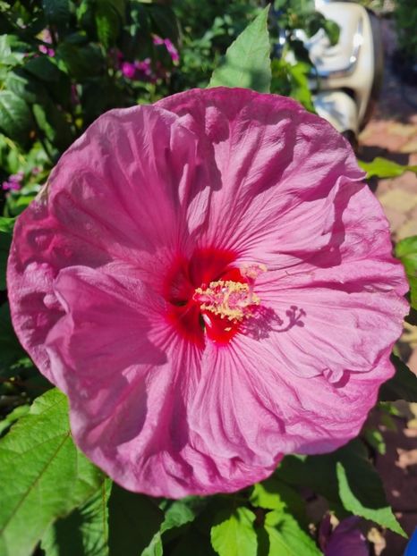 D7C2A10B-7EC8-40D4-9124-55B3239F0A89 - Colectie Hibiscus Moscheutos