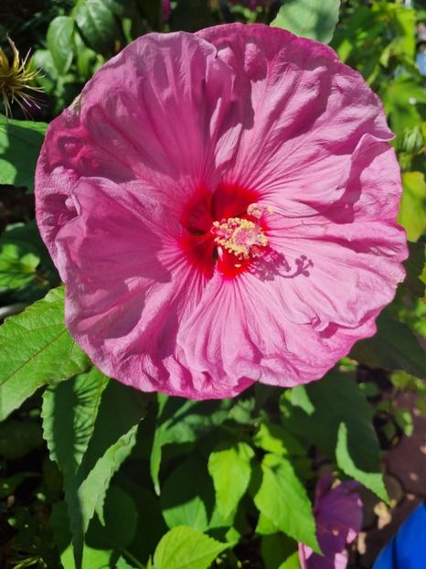 793F9D34-1F10-4346-B8DC-C87AED1CDF19 - Colectie Hibiscus Moscheutos