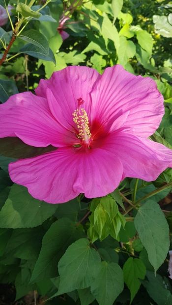 7C74229E-41EF-47D3-B0B9-5A694391D403 - Colectie Hibiscus Moscheutos