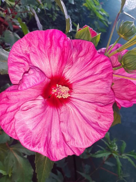 5823AFC2-2CA2-4400-8DF9-7F2670B1C2F3 - Colectie Hibiscus Moscheutos