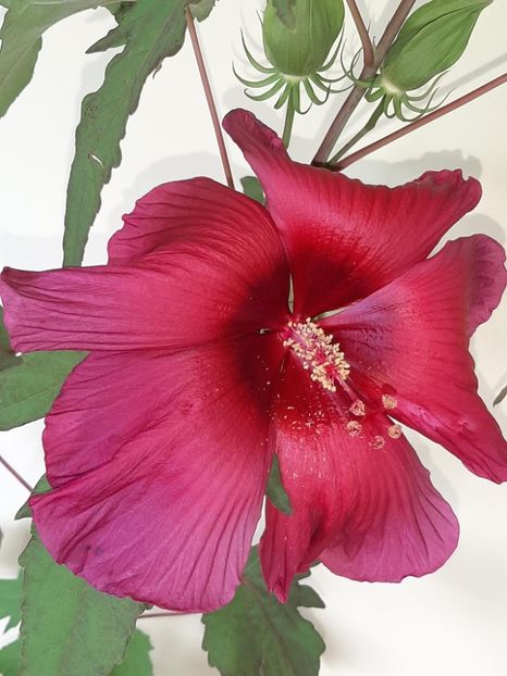 AAFC9D6C-3FFC-4DAC-9D1A-E41259BFD4E7 - Colectie Hibiscus Moscheutos