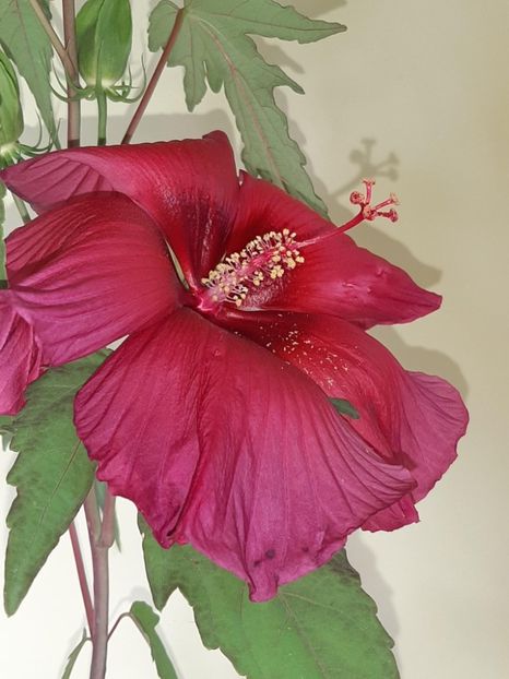 57A069C8-EBFA-4558-9855-6BC8F37E1373 - Colectie Hibiscus Moscheutos