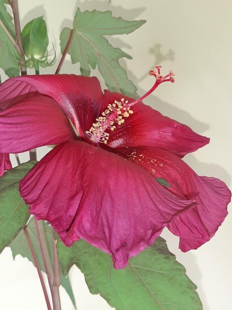 C220B9A6-4619-4CB1-B0AA-3A421FF48C42 - Colectie Hibiscus Moscheutos