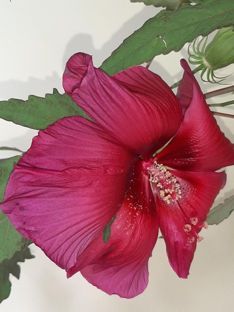 4E6A7AA9-A457-4406-8532-3AA84114D091 - Colectie Hibiscus Moscheutos