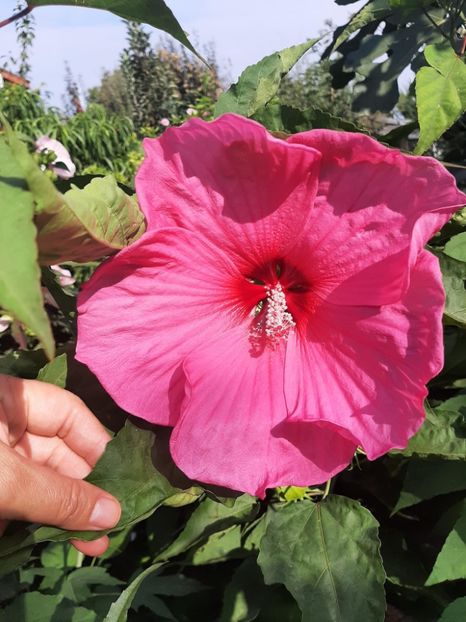 3CD2F060-B5D6-44A9-B487-BC41542C705B - Colectie Hibiscus Moscheutos