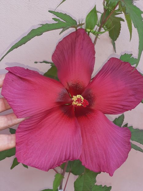 E513900B-4241-48D1-8602-33337DE299BD - Colectie Hibiscus Moscheutos