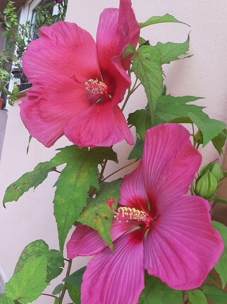 646E19F9-4195-46BC-86AE-3D1BDA6D9CF4 - Colectie Hibiscus Moscheutos