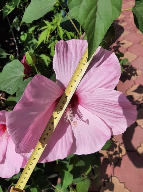 ECCF49E1-390A-4879-9479-7E2B08033666 - Colectie Hibiscus Moscheutos