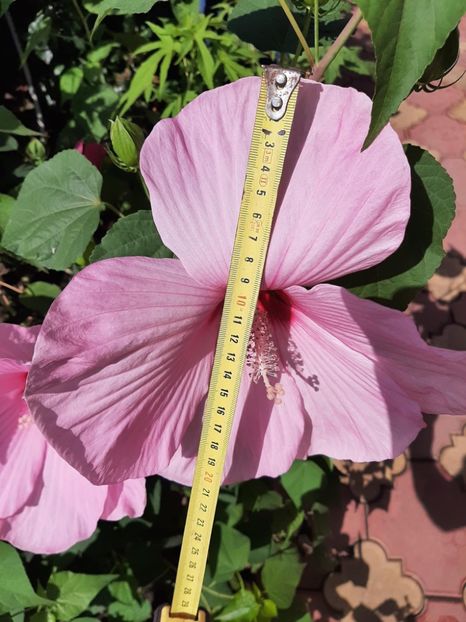 19D8B98A-88BC-4314-8227-D5D1BF8435CA - Colectie Hibiscus Moscheutos