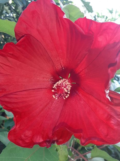 D2EADE06-A81F-4E77-8036-1AE59E09FF28 - Colectie Hibiscus Moscheutos