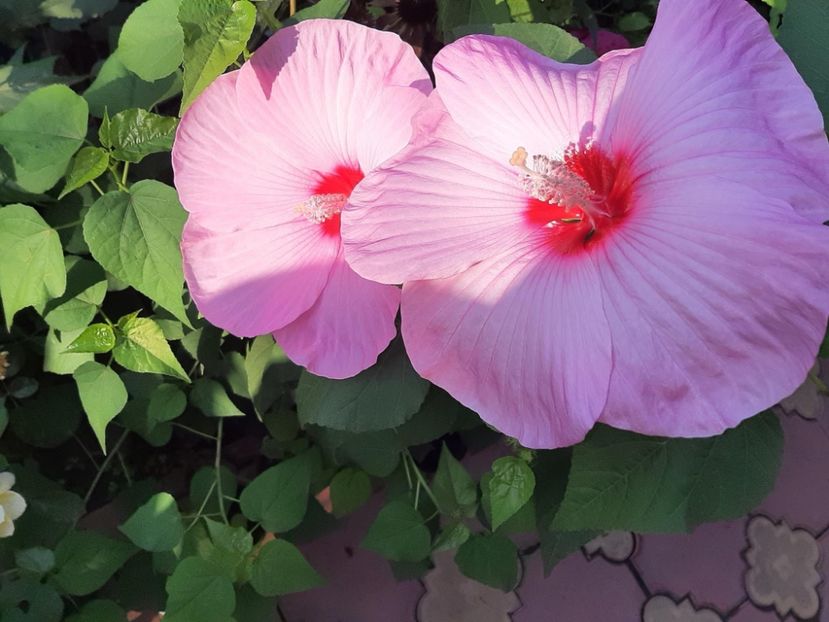 995F5C46-FC08-49BE-BF4F-934B87CCE6F0 - Colectie Hibiscus Moscheutos