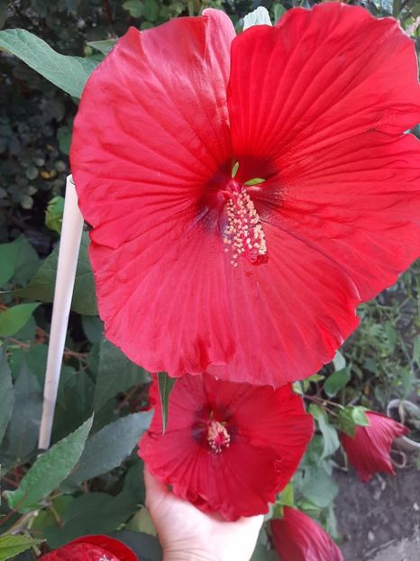 F23A99A2-02F9-46B9-A21A-7A3B77B7DCCA - Colectie Hibiscus Moscheutos